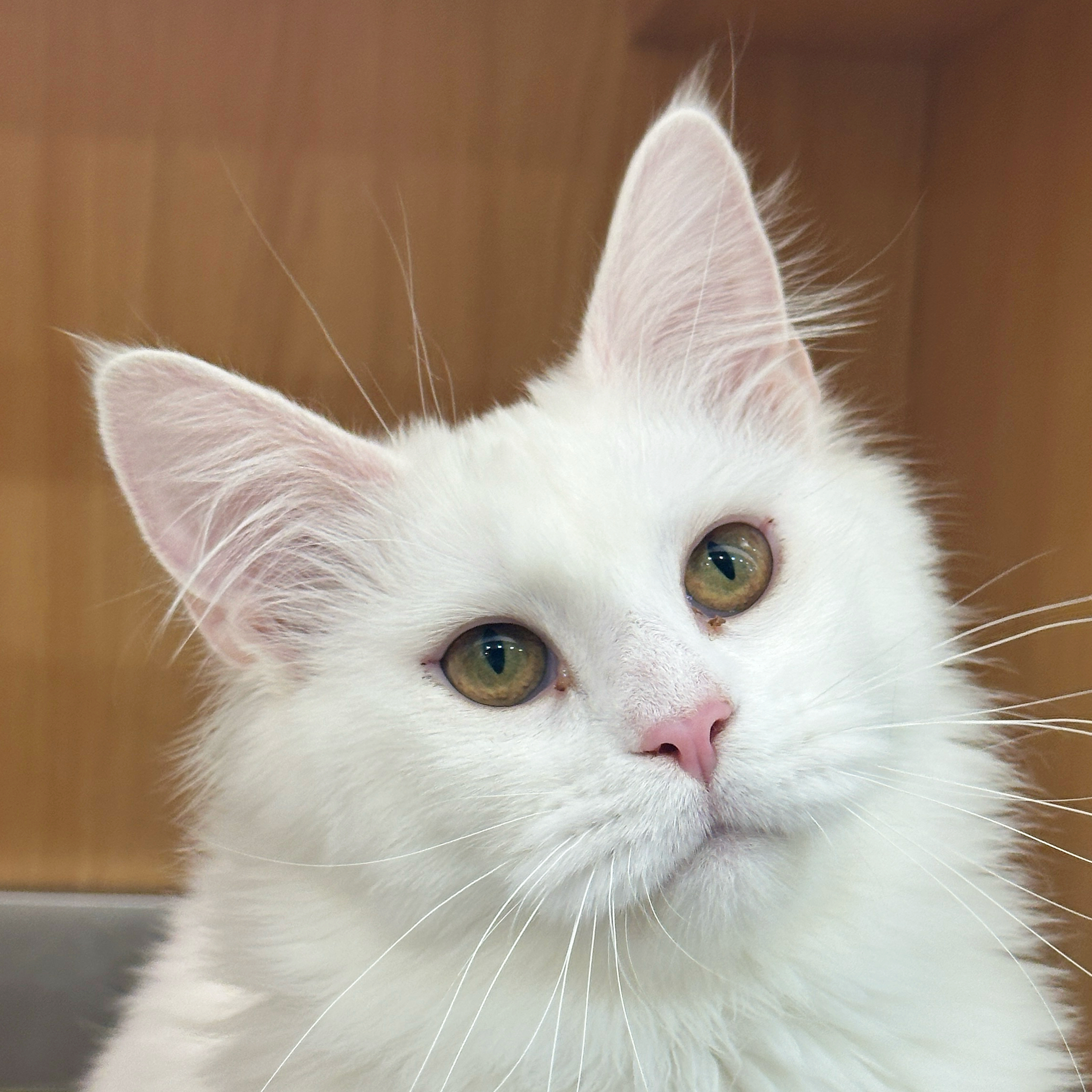 来了姊妹-纯白缅因猫-妹妹-55