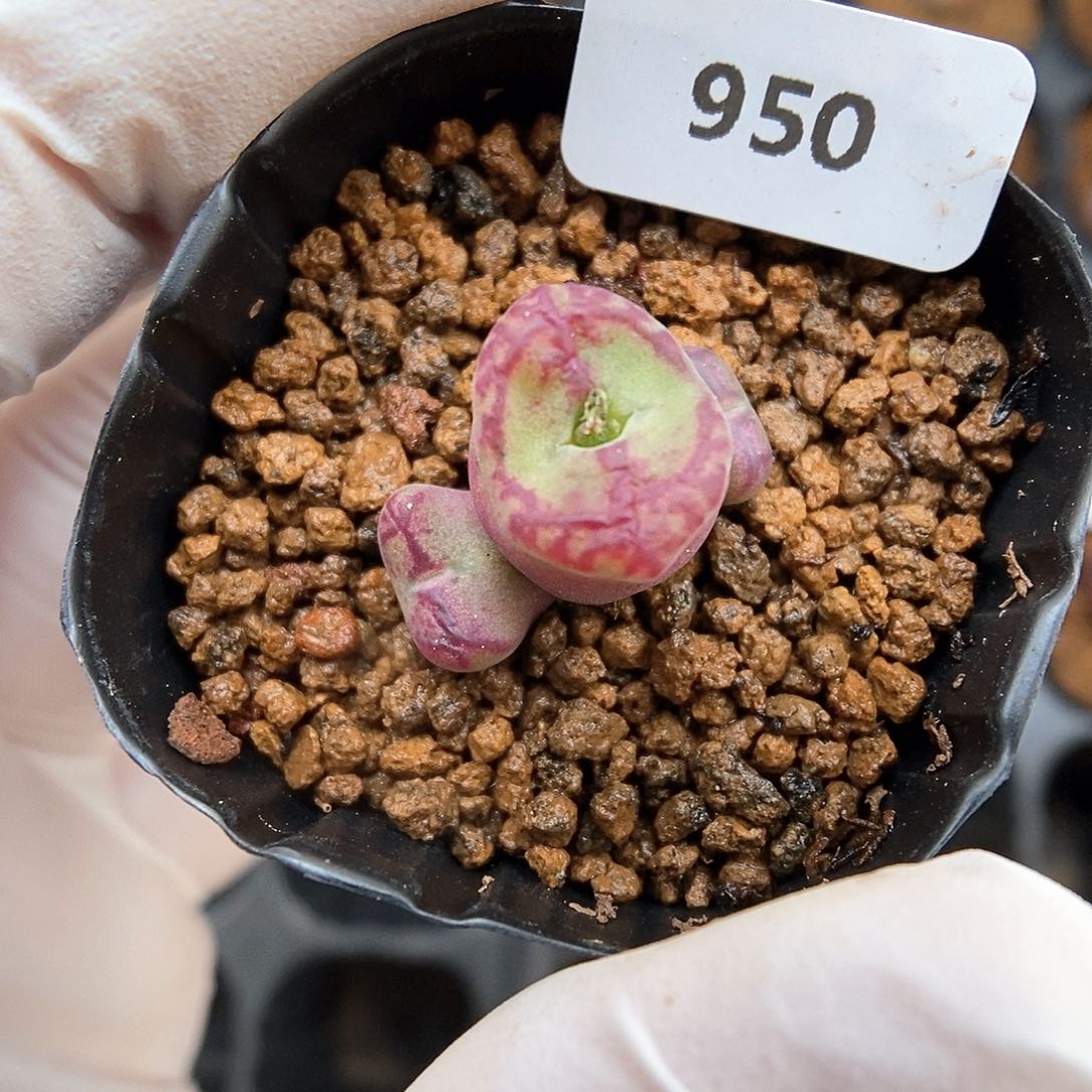 多肉植物A-950（1.8）墨杂