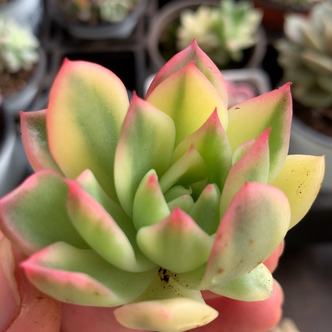 索菲亚头盖j j j j j j j j