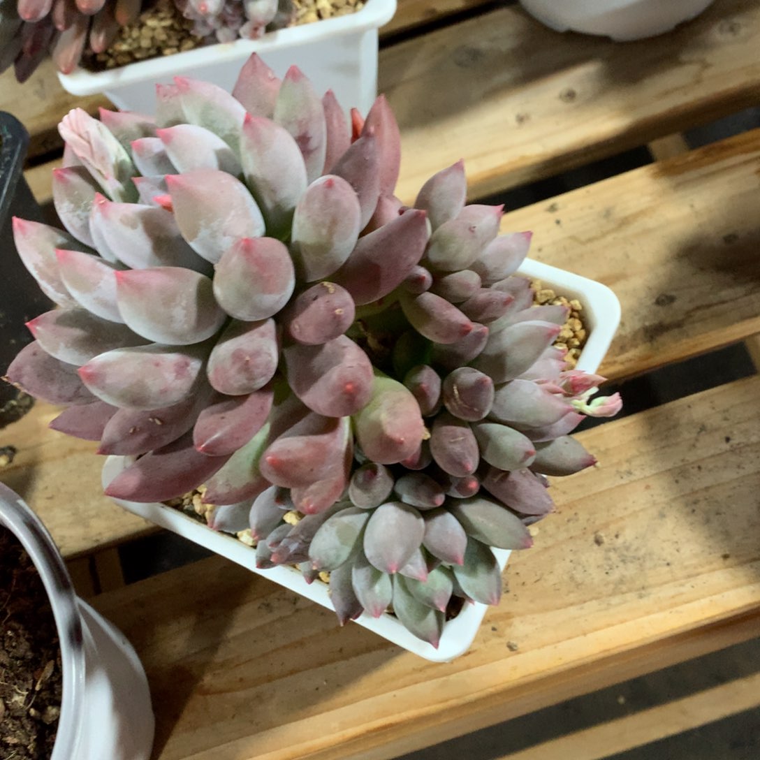 多肉植物多肉植物