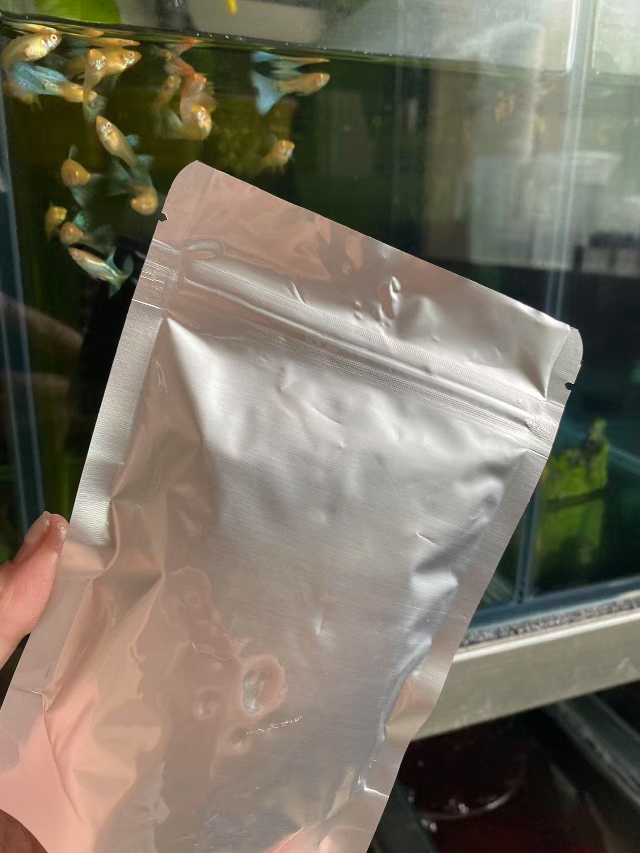 灯鱼斗鱼孔雀鱼饲料斑马鱼小鱼苗开口幼小热带通用鱼粮