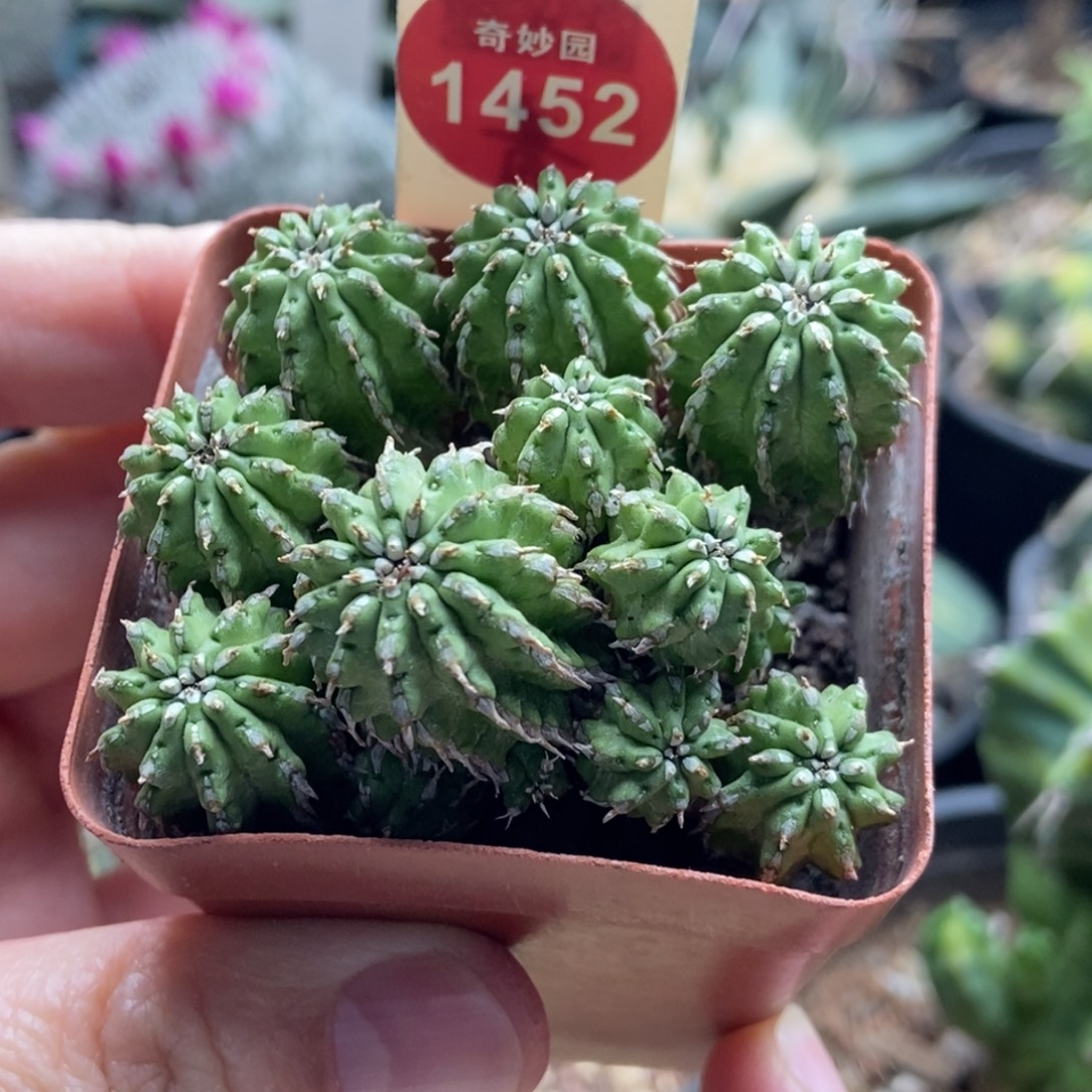 丰收大戟群一颗36888