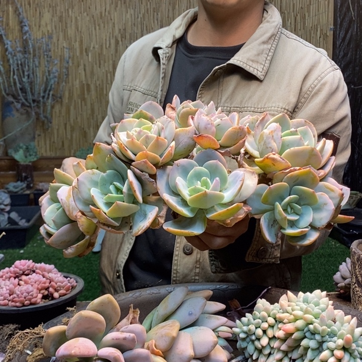 大***港327号白凤多肉植物