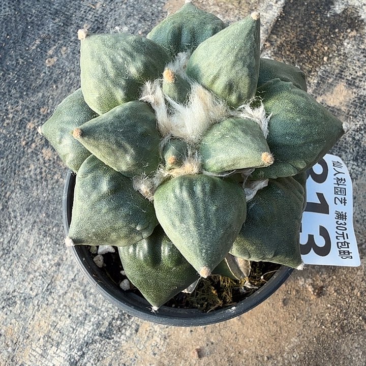 无花朵313大怒涛牡丹西一