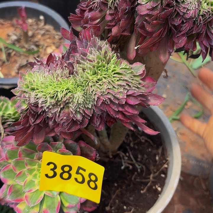多肉植物福利3858