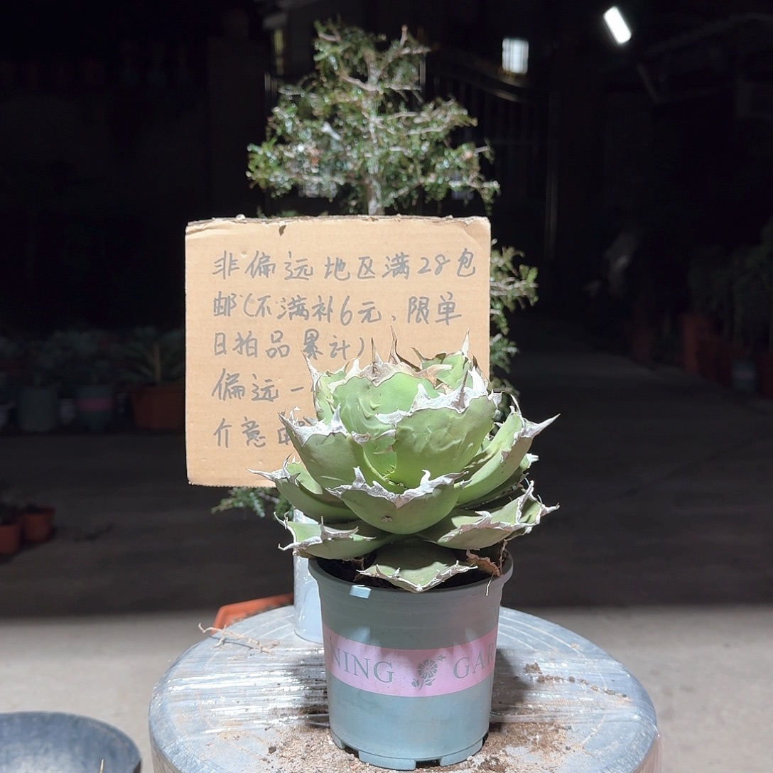 完全开放螃蟹仁王冠龙舌兰
