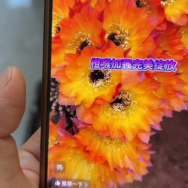 仙人球彩草歪橙喉加强