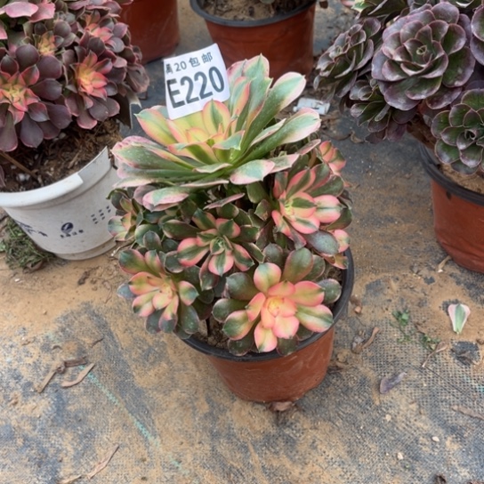 220香妃法师不包断枝