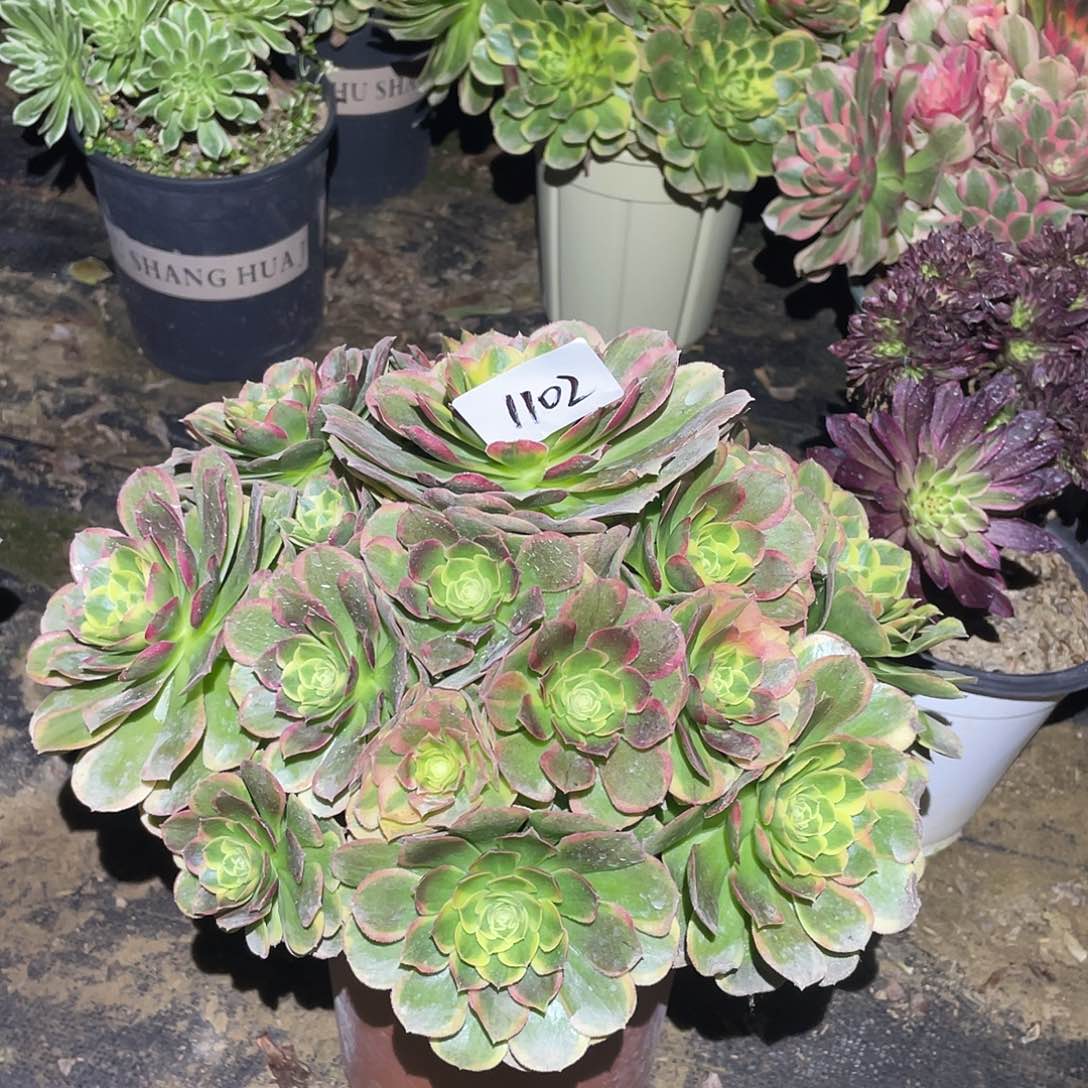 1102法师植物奶白