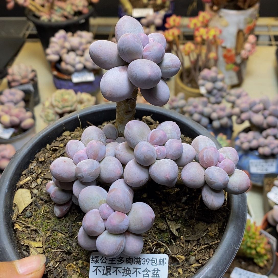 087香水手指奶多肉9c m