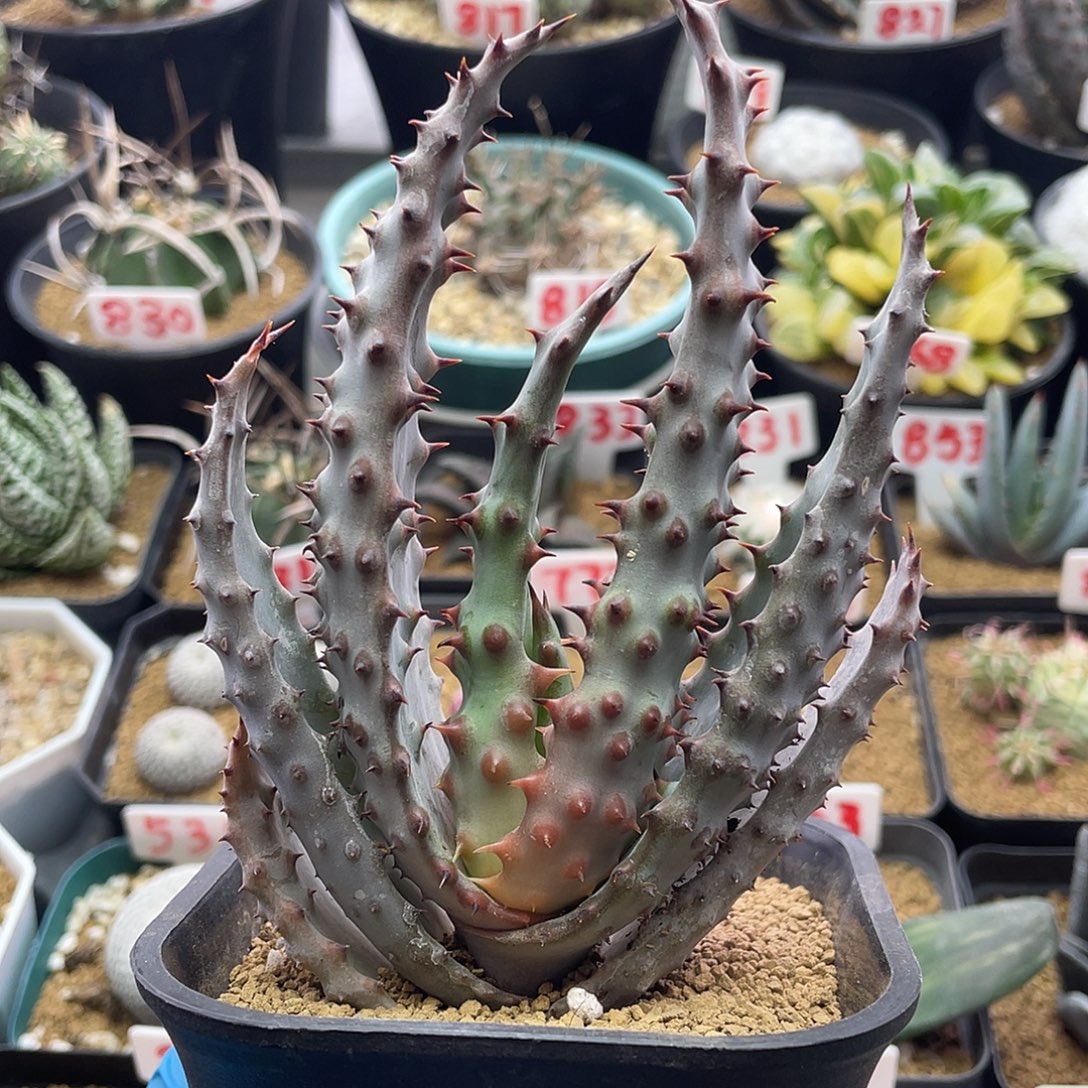 实生强刺宽叶鬼切芦荟仙人球