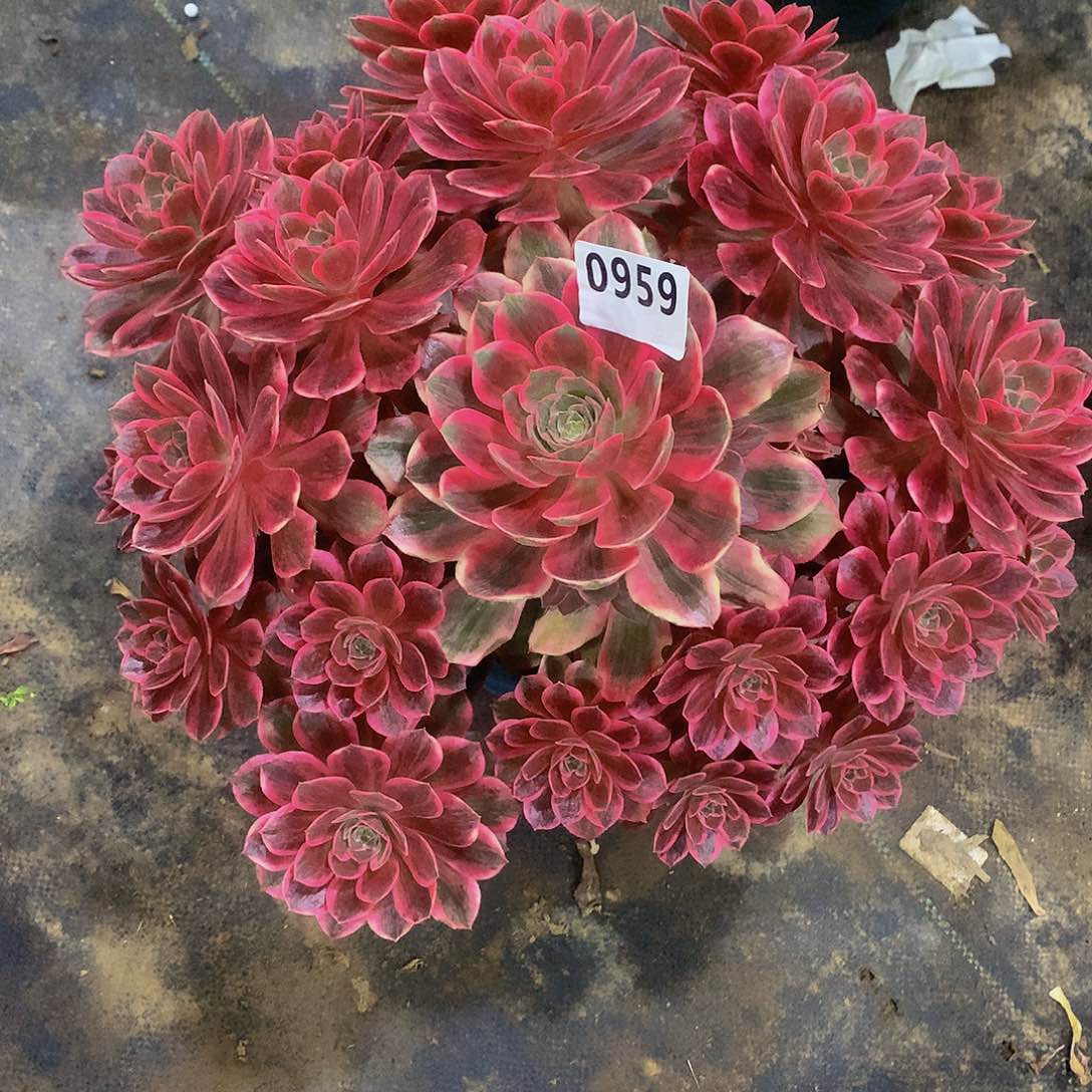 素*959花8888888888