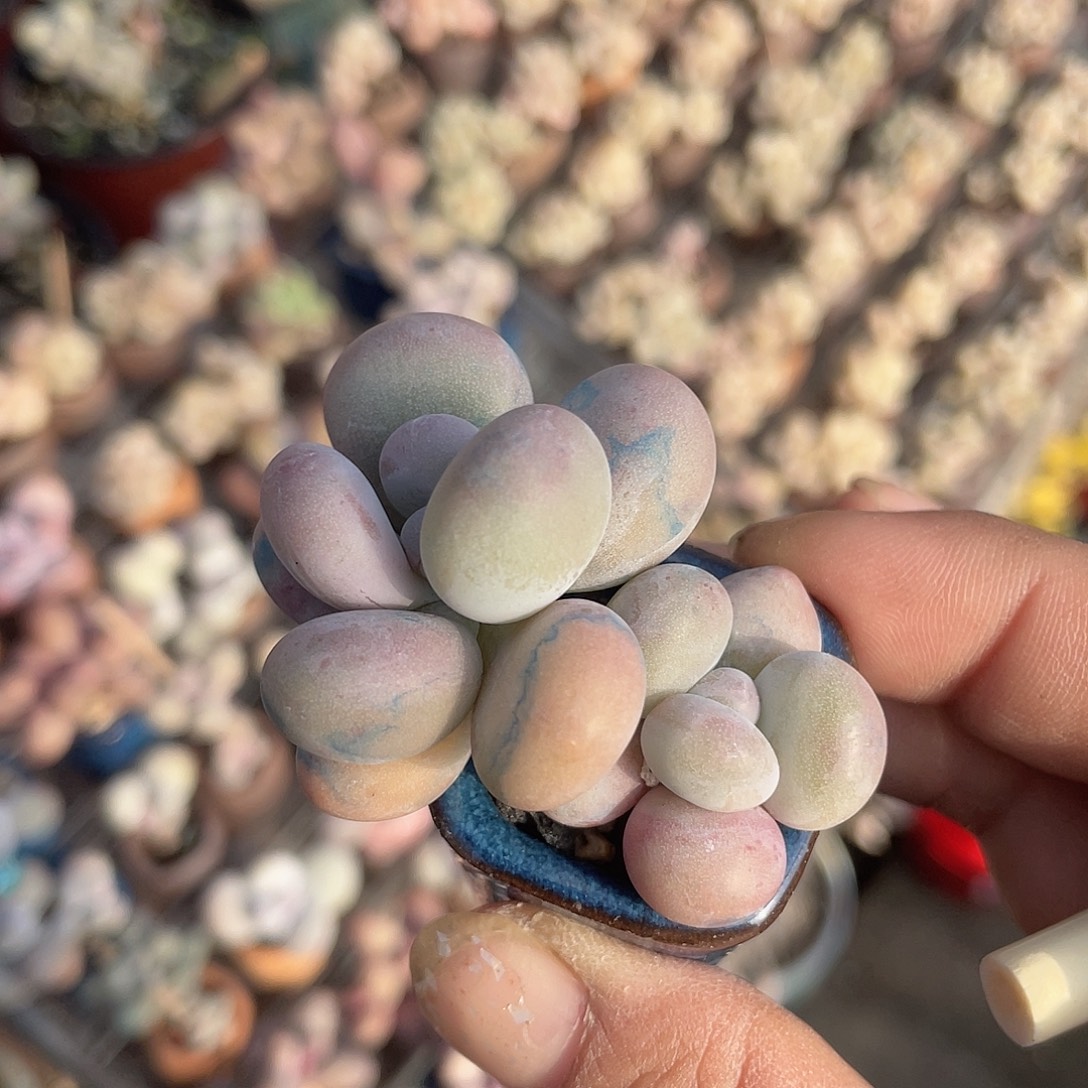 奶酪 带盆发货 2.5口盆