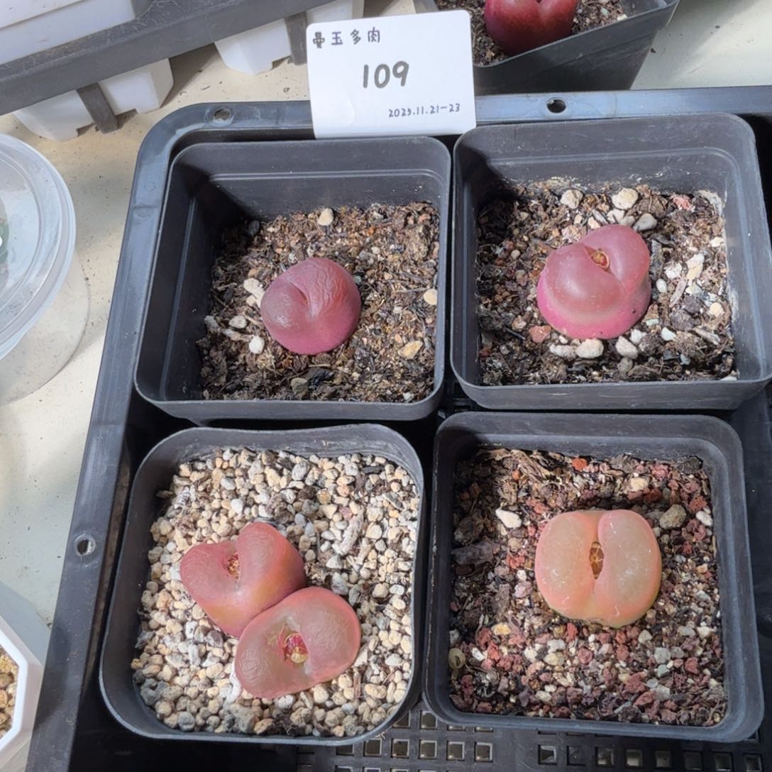 喜***刷多肉多肉多肉11-109