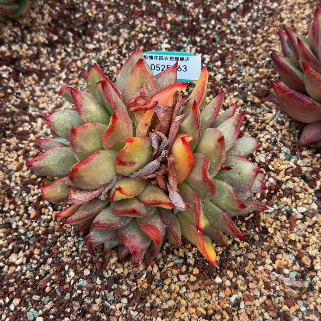 多肉一物一拍0525-63