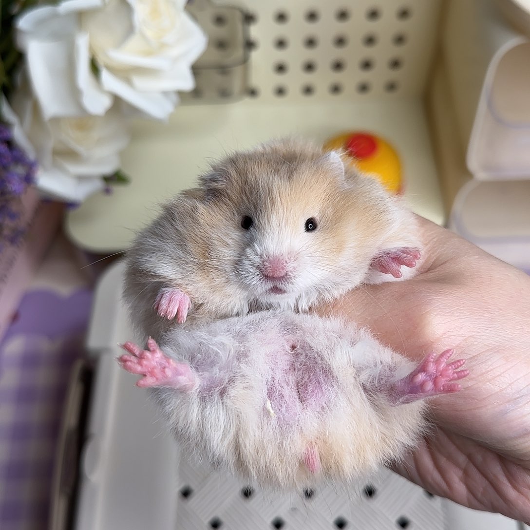 42黑黄波弟弟4.19生日