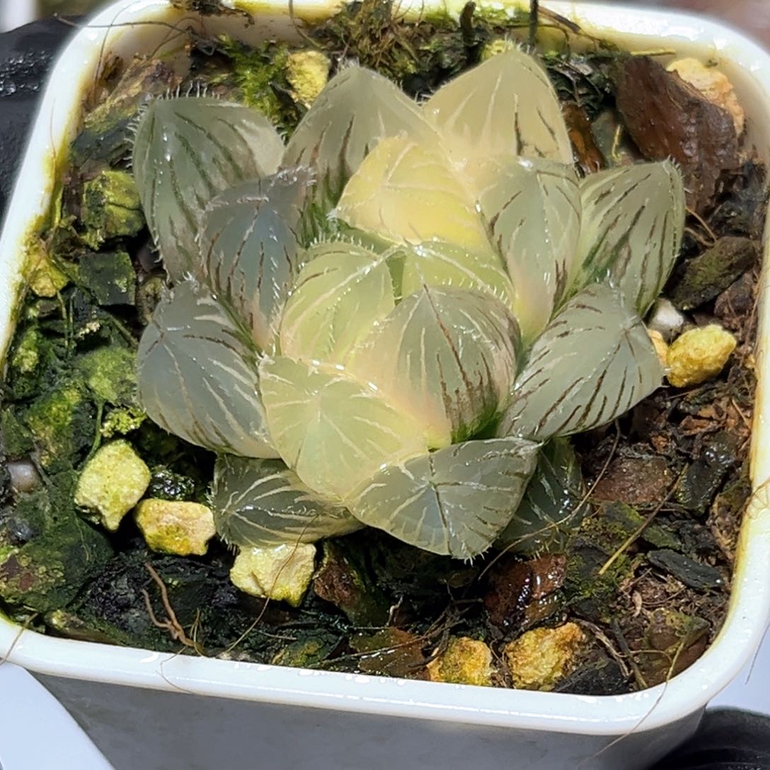 恭喜发财大吉大利4502