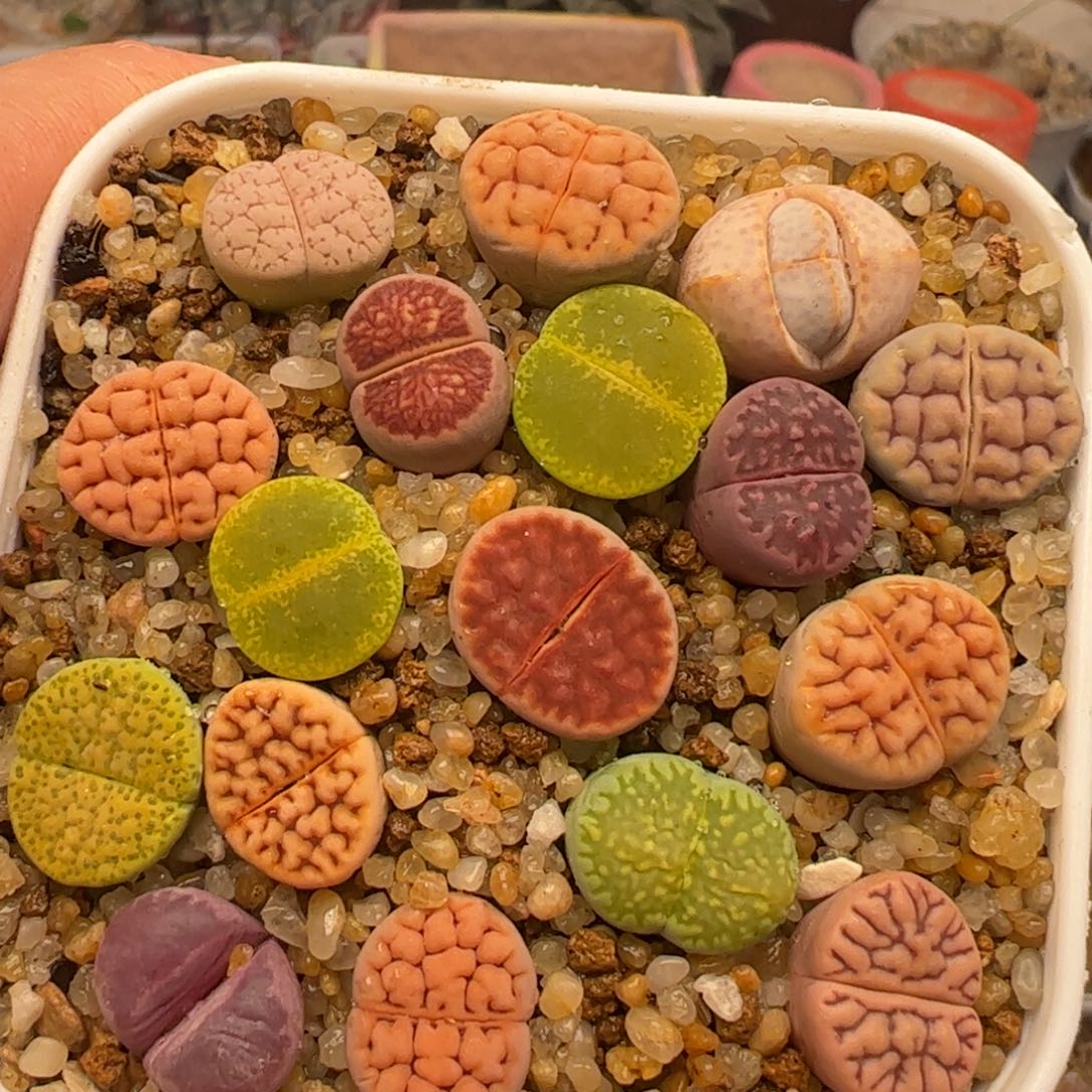 编号母本组合多肉植物百科