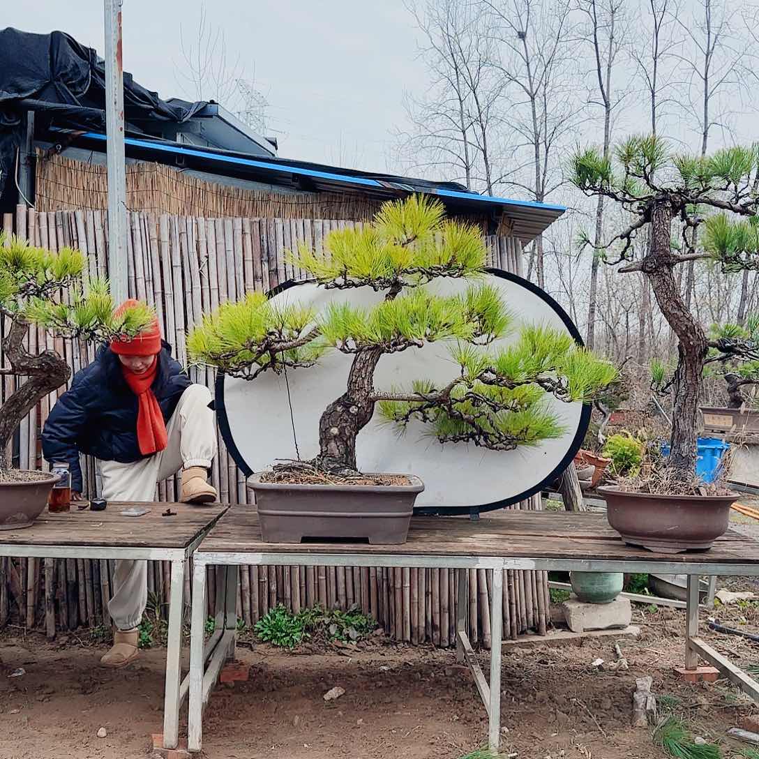 完全开放黑松盆景