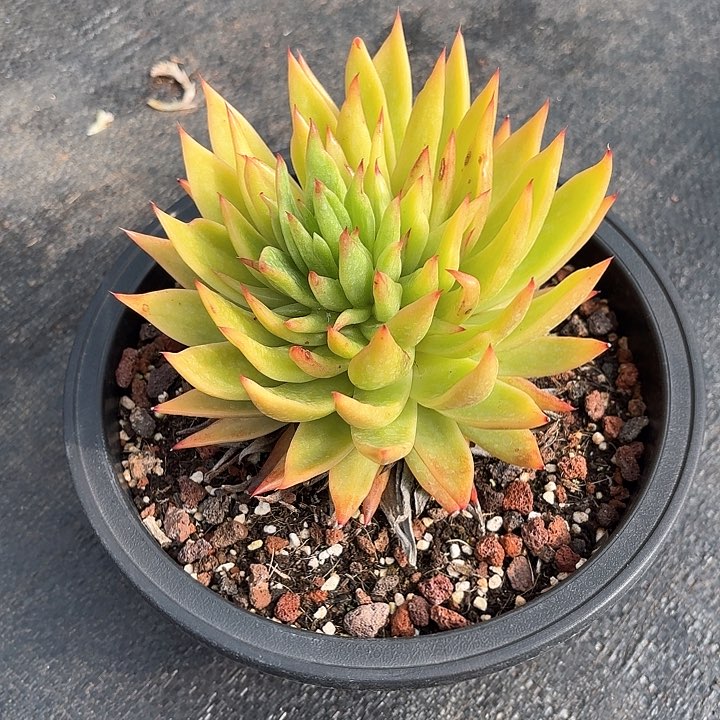 多肉植物，东云锦