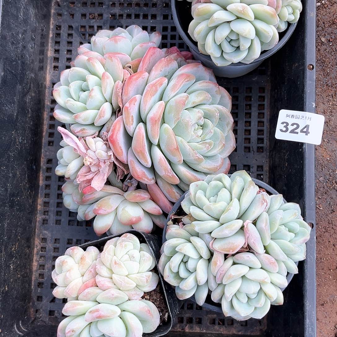 暴****?阿雅园艺。              324