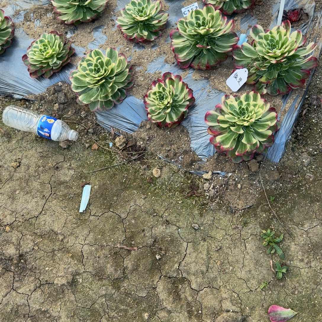 王***～镜花水月到秋费用 多肉植物152