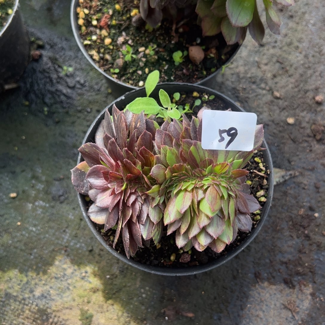 59花月夜追一颗5多肉