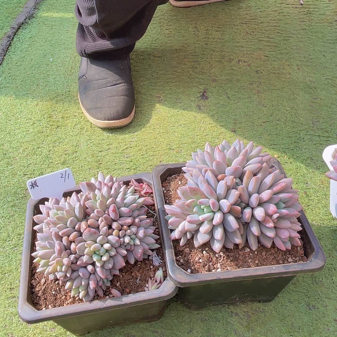 ㊗️**多肉蓝精灵栋不带盆