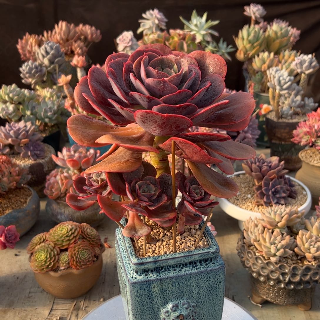 紫碧桃58 零零多肉植物