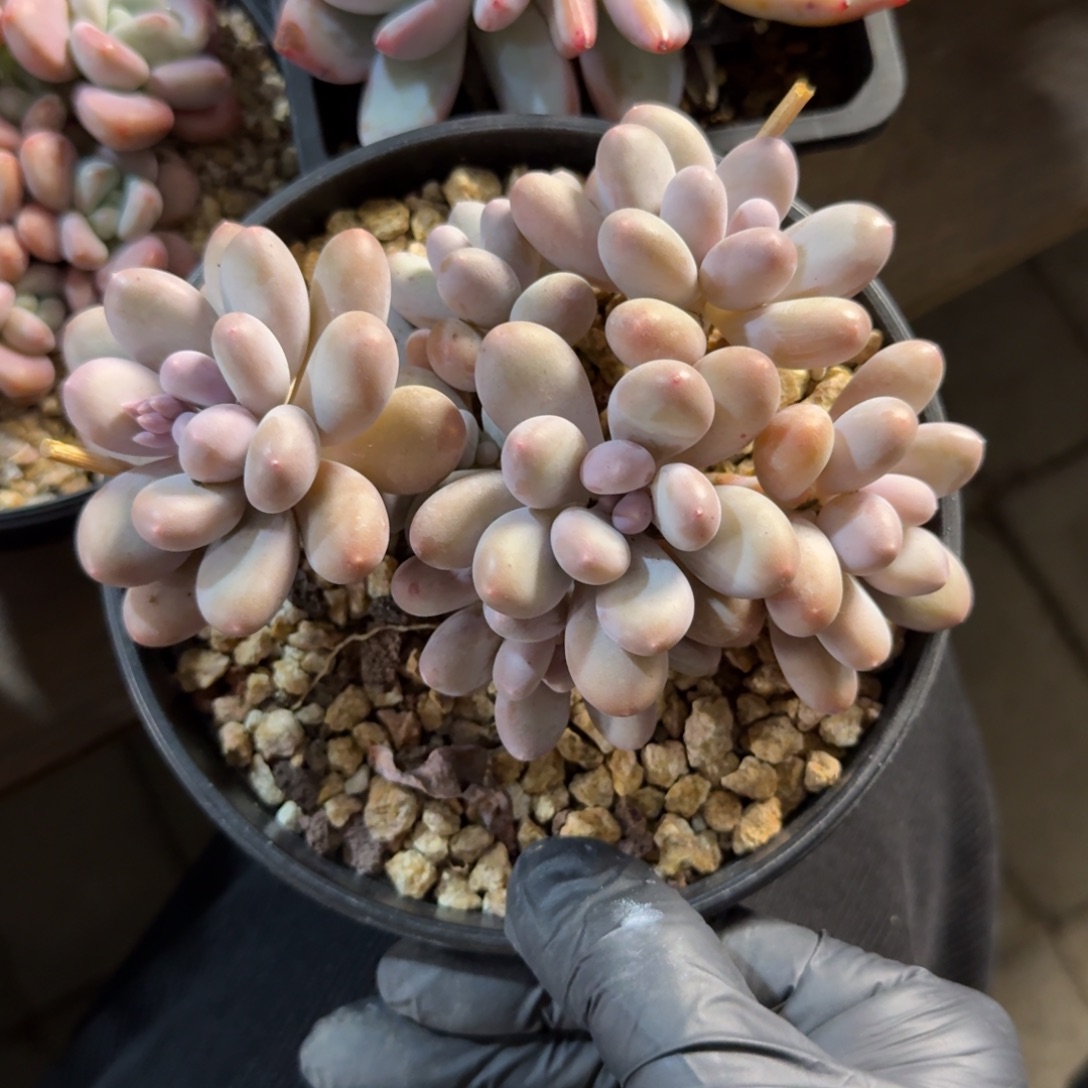 七彩美人11111112222222222