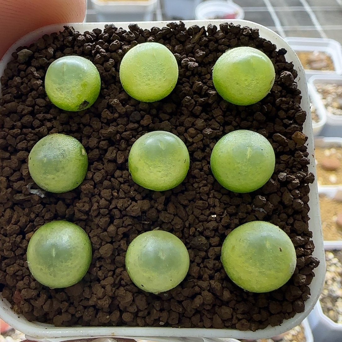 637紫皮拉登9颗裸根发货