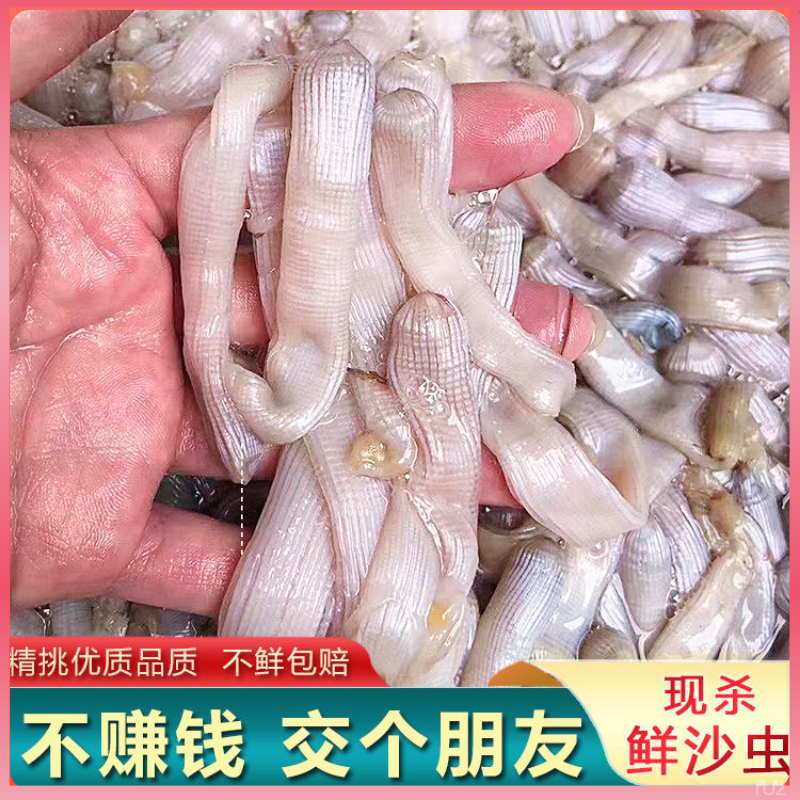 东山岛沙虫生冻新鲜活冻泥虫鲜活沙蚕去肚去沙海肠子方格星虫海鲜