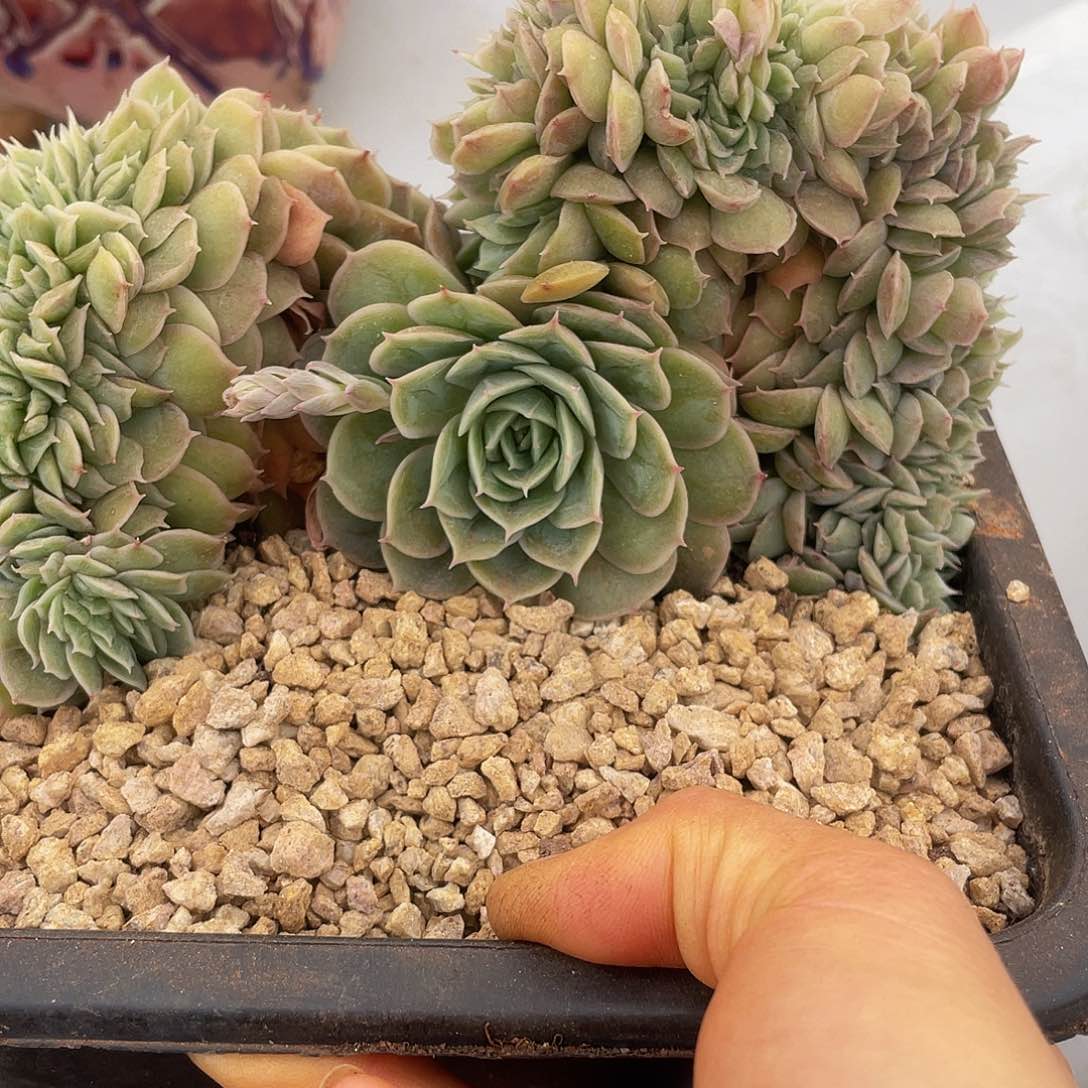 昂斯洛缀8 多肉多肉多肉