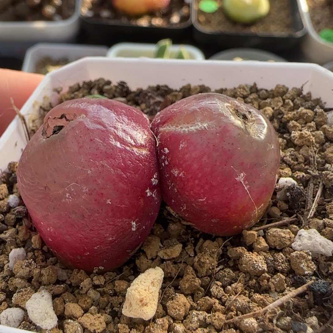 双头灯泡2.1/2.4多肉植物