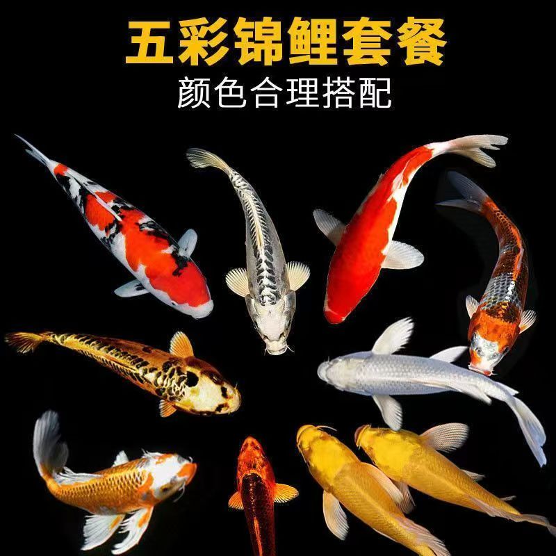 随机锦鲤一条