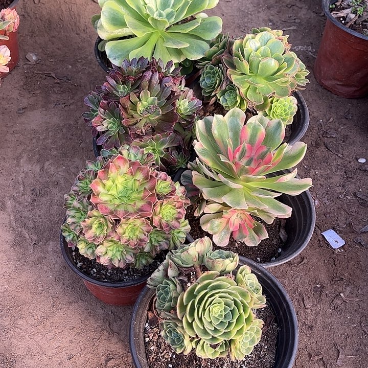 890多肉植物组合，