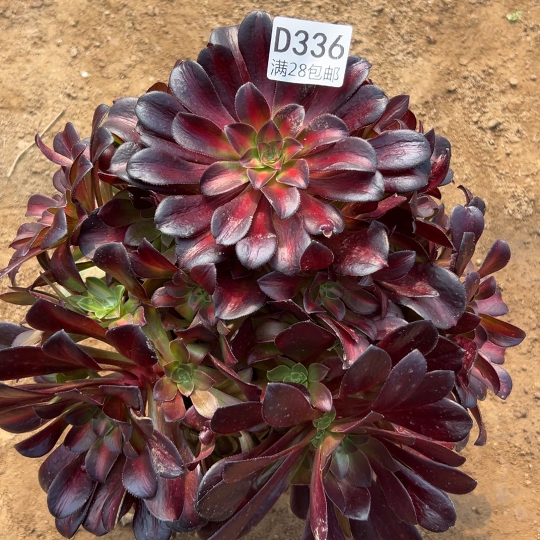 336多肉   花呐      