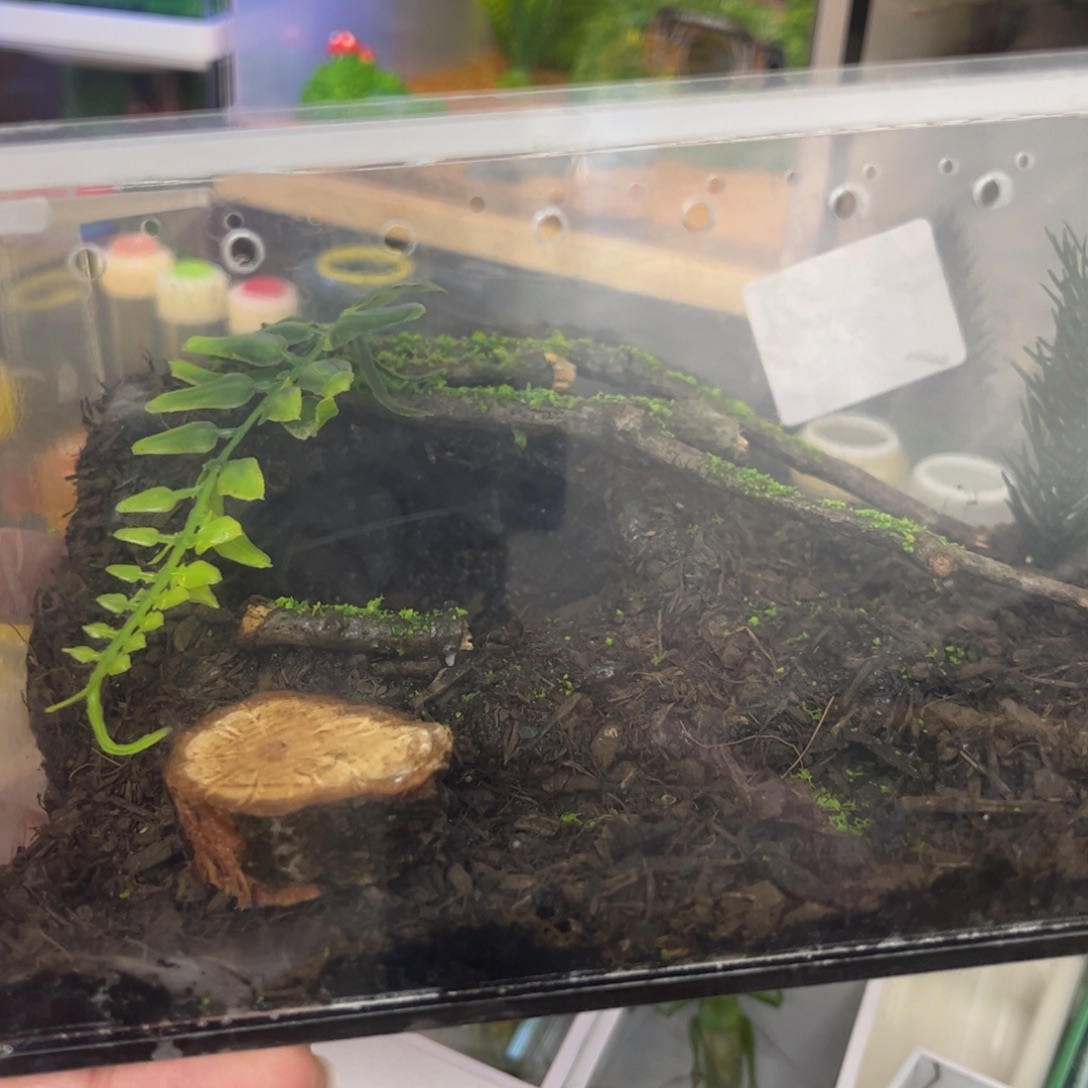 牛***仔2套地蟋生态箱送6虫