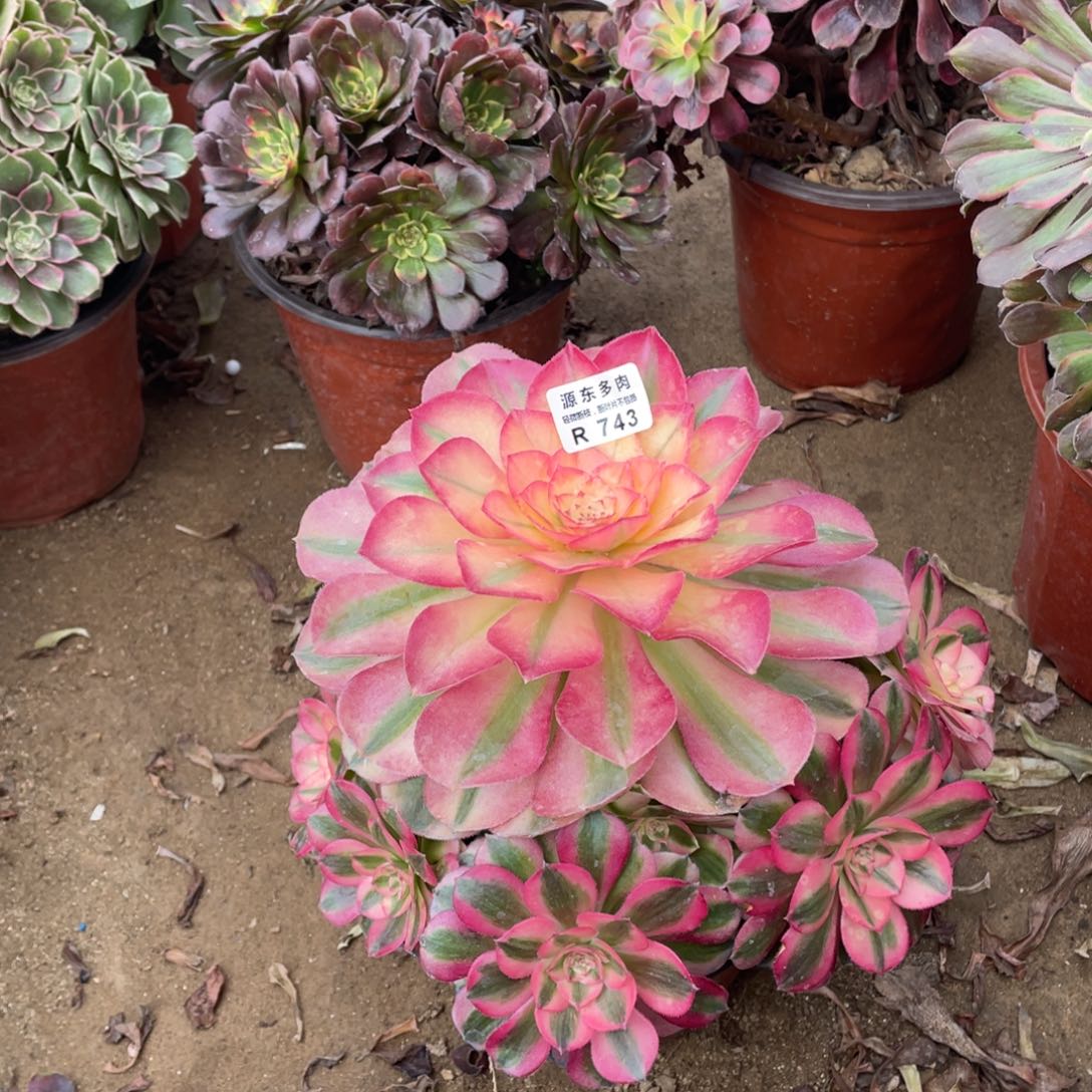 743倾城多肉法师断枝不包