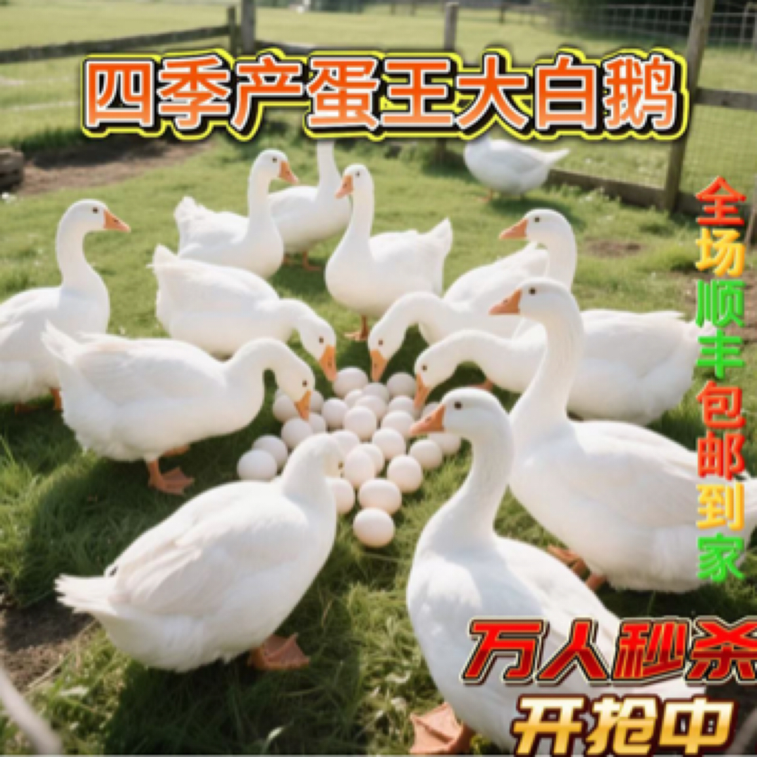 宠物鸭产蛋王四季鹅顺丰包路损