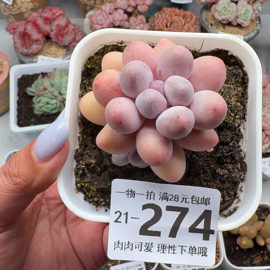 汤圆无盆土发货无