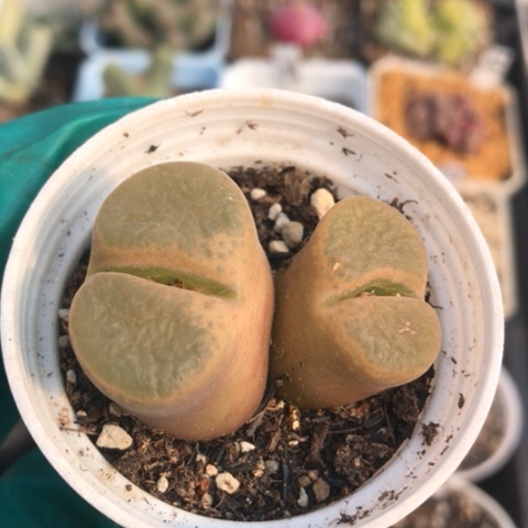 多肉肉锥 双头蛋糕风铃