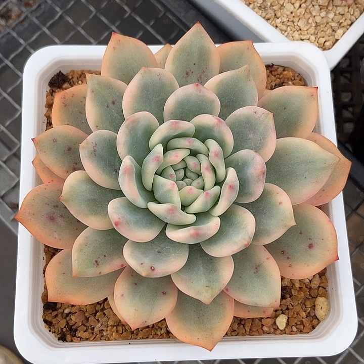 艾丽儿锦多肉植物