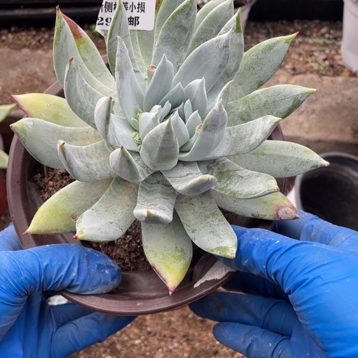 312号雪奴多肉植物