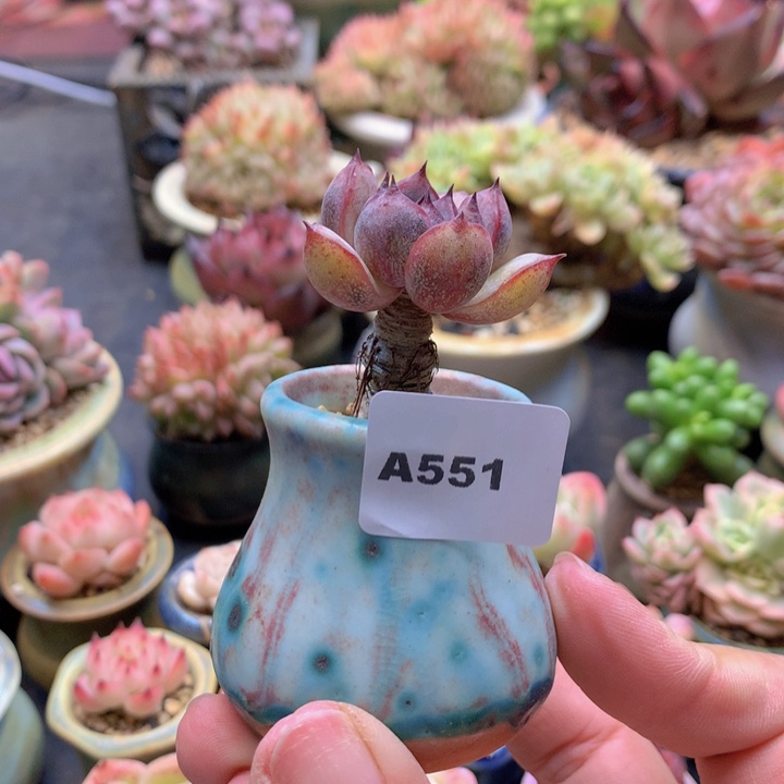 一物一拍含盆土满38包邮A551