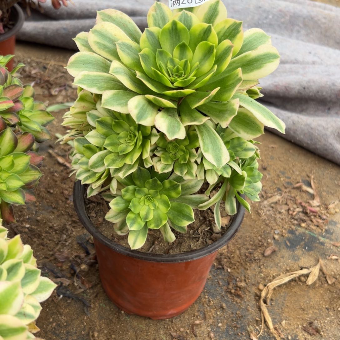 878多肉   金丝翡翠    