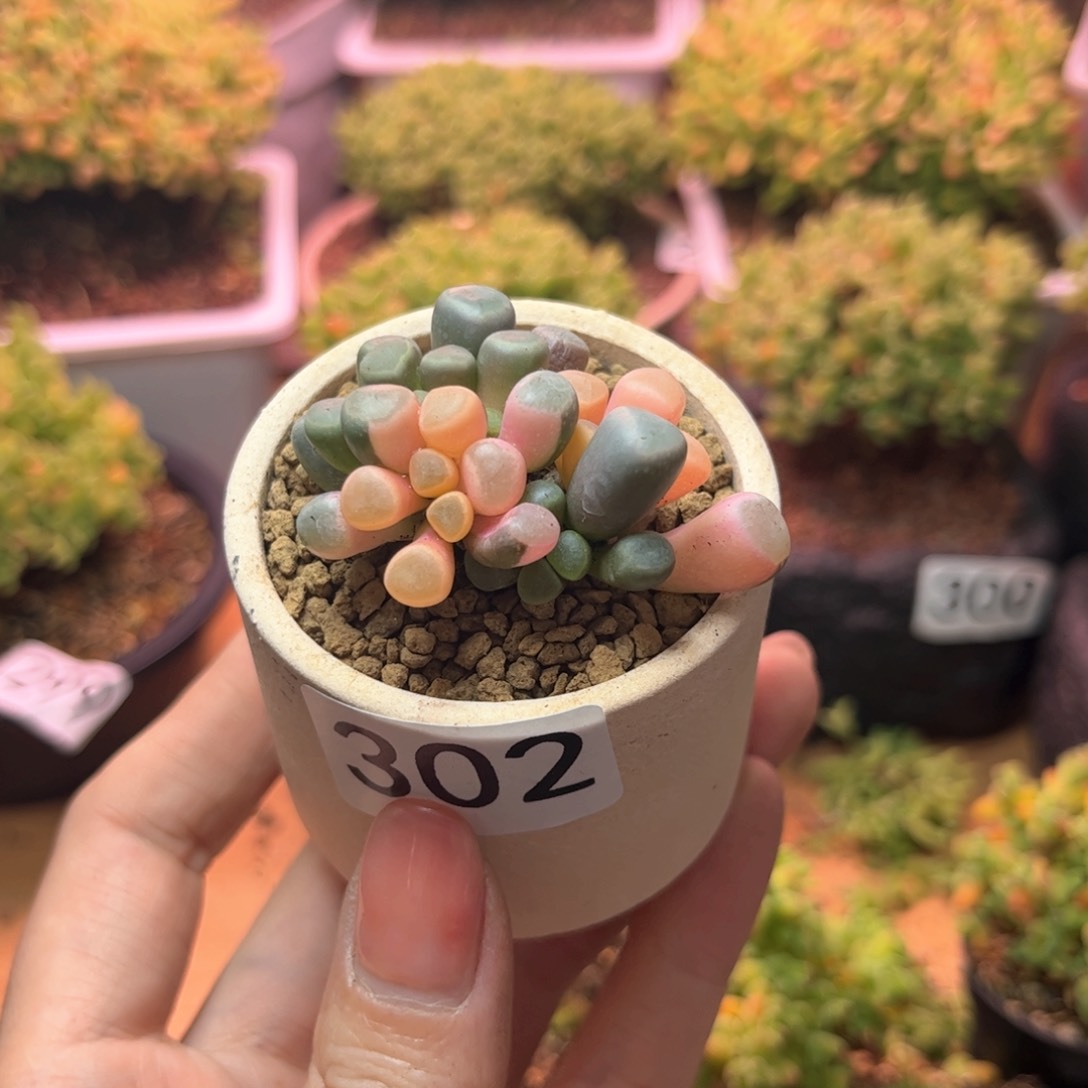 302五十玲玉景可爱多肉