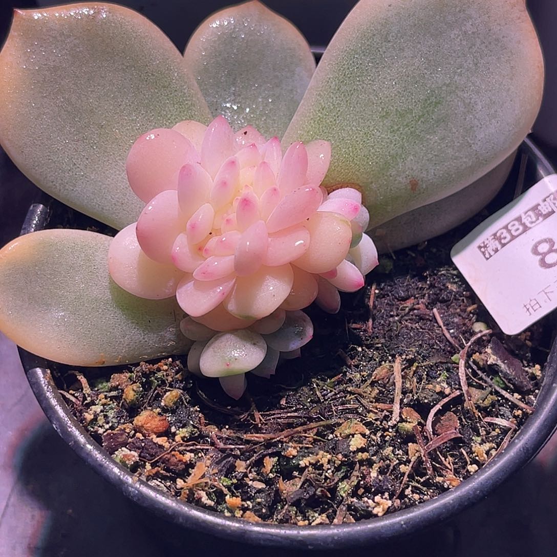 M***花尚品园艺福利锦8008