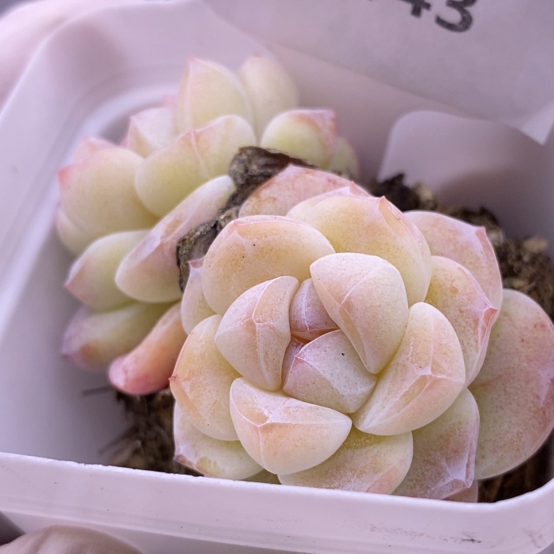 【闪购商品】16-143