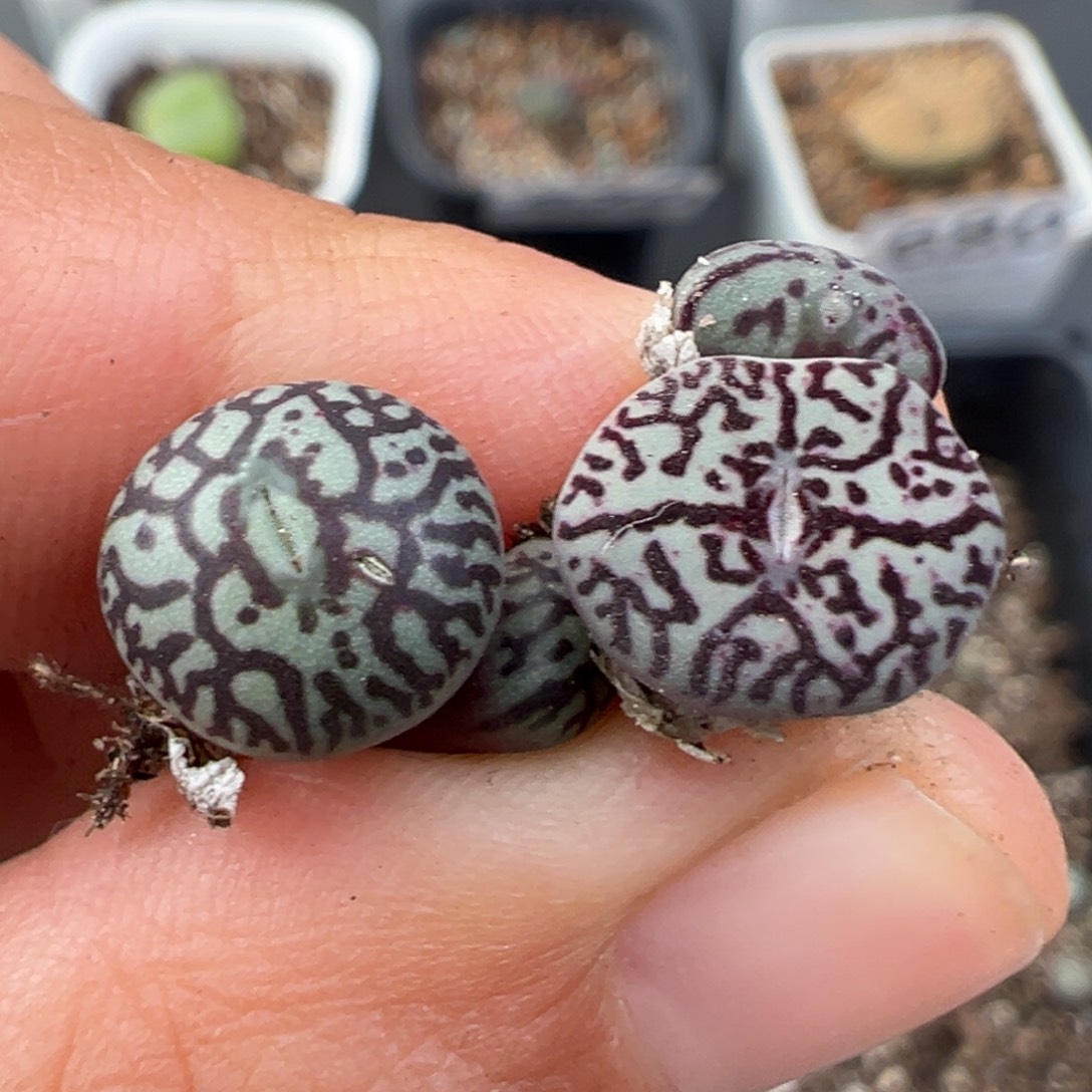 11.29好看的多肉脱土发货702